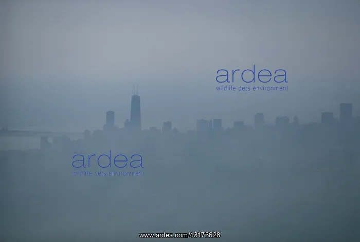 : Fog over Chicago : Fog over Chicago