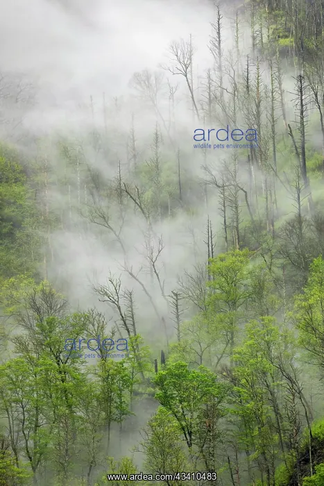 : Fog drifting through black burned trees on mountain : Fog drifting through black burned trees on mountain