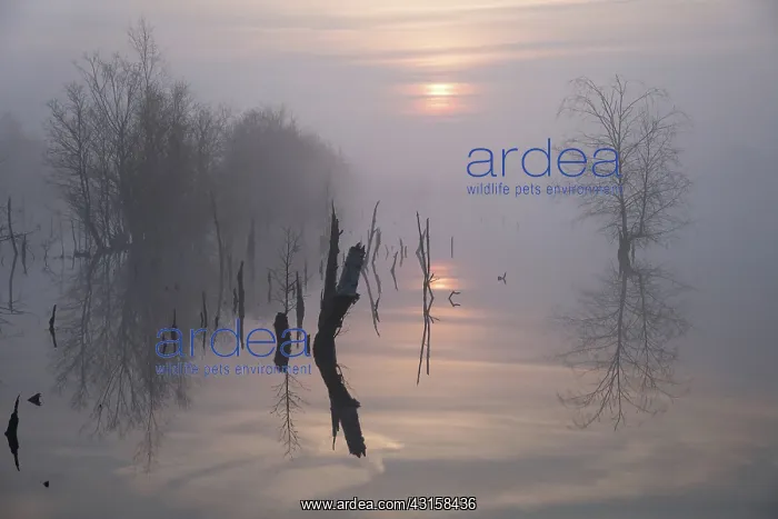 : Fog endowed sunrise over a bog lake, The Netherlands : Fog endowed sunrise over a bog lake, The Netherlands