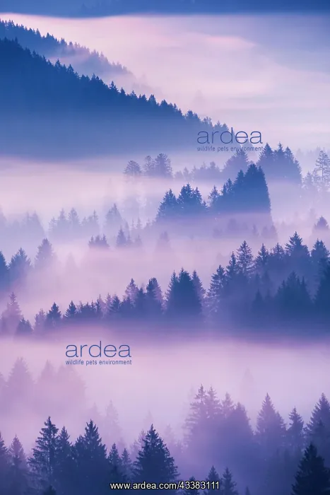 : Fog and forest in Obercgeri in the canton of Zug : Fog and forest in Obercgeri in the canton of Zug