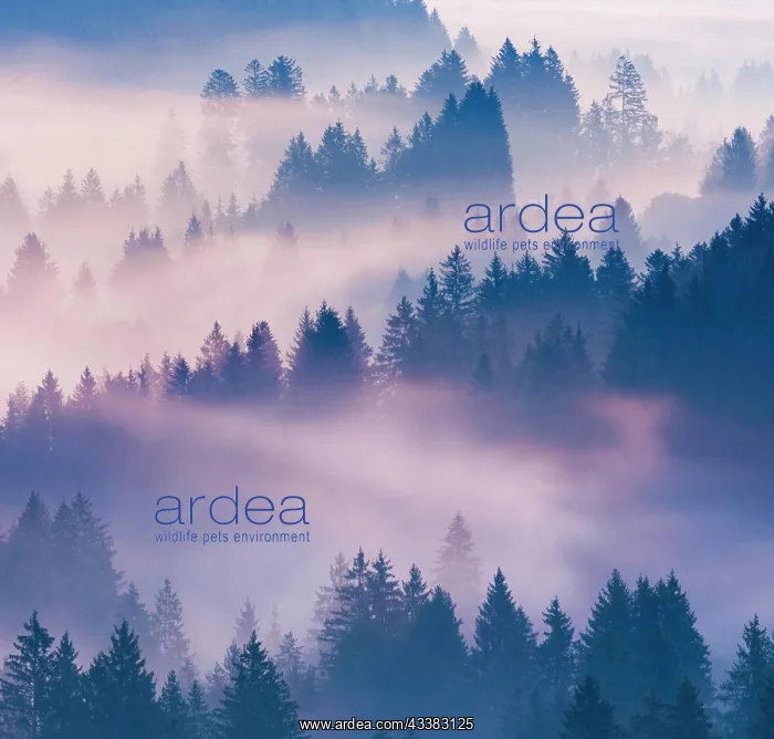 : Fog and forest in Obercgeri in the canton of Zug : Fog and forest in Obercgeri in the canton of Zug