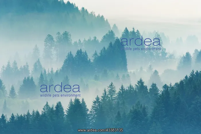 : Fog and forest in Obercgeri in the canton of Zug : Fog and forest in Obercgeri in the canton of Zug