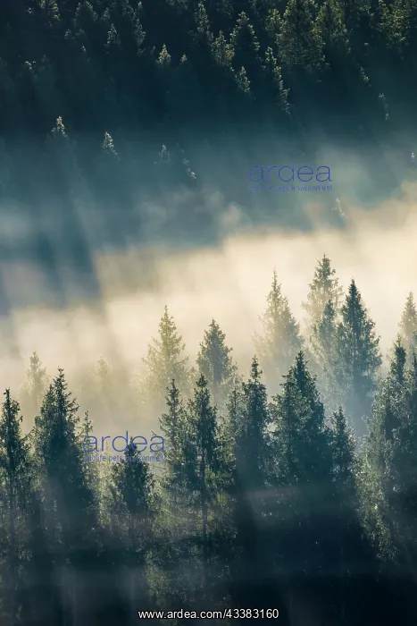 : Fog and forest in Obercgeri in the canton of Zug : Fog and forest in Obercgeri in the canton of Zug