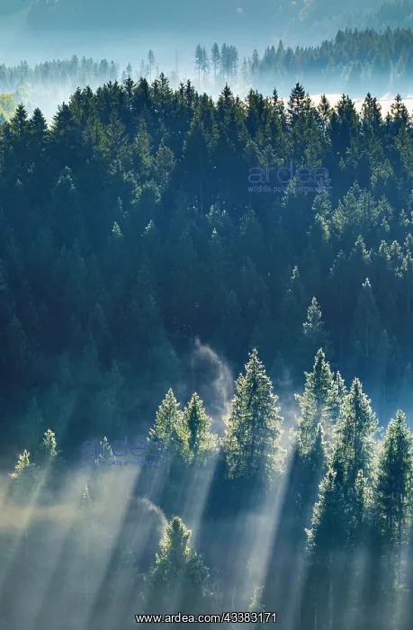 : Fog and forest in Obercgeri in the canton of Zug : Fog and forest in Obercgeri in the canton of Zug