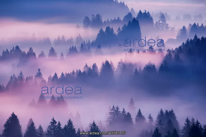 : Fog and forest in Obercgeri in the canton of Zug : Fog and forest in Obercgeri in the canton of Zug