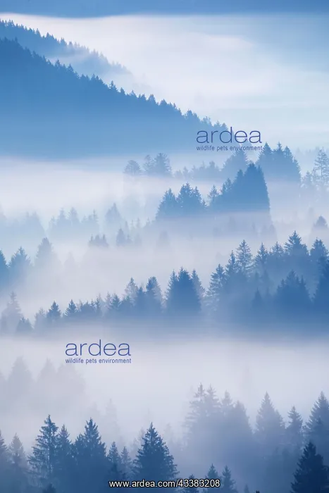 : Fog and forest in Obercgeri in the canton of Zug : Fog and forest in Obercgeri in the canton of Zug