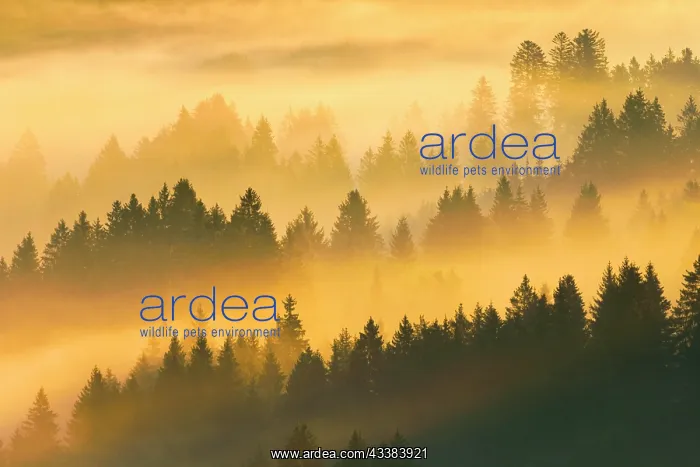 : Fog and forest in Obercgeri in the canton of Zug : Fog and forest in Obercgeri in the canton of Zug