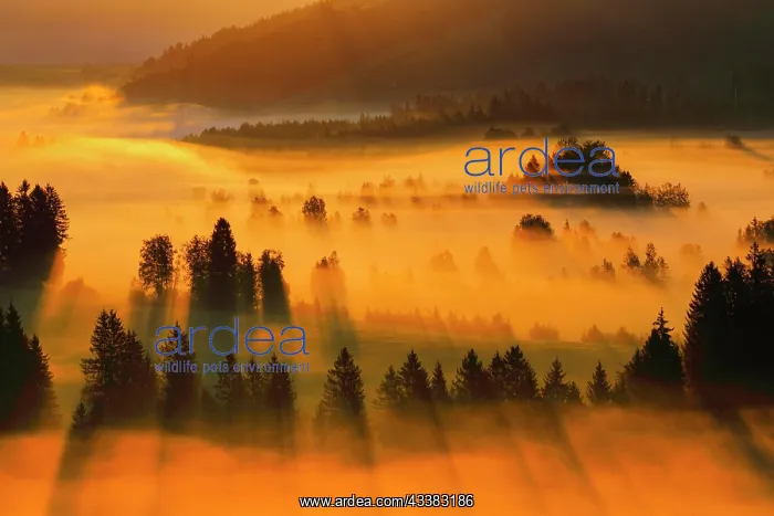  : Fog and forest at the Rothenthurm high moor, Canton