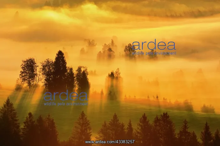 : Fog and forest at the Rothenthurm high moor, Canton : Fog and forest at the Rothenthurm high moor, Canton