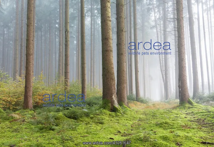: Fog in the forest, Unterallg&, x4d60;District, Bavaria : Fog in the forest, Unterallg&, x4d60;District, Bavaria