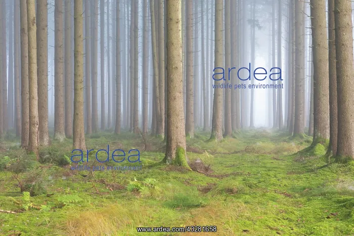 : Fog in the forest, Unterallg&, x4d60;District, Bavaria : Fog in the forest, Unterallg&, x4d60;District, Bavaria