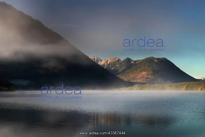 : Fog gives way to sun at autumn sunrise at Sylvensteinsee : Fog gives way to sun at autumn sunrise at Sylvensteinsee