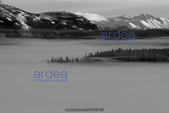 : Fog hanging over a frozen lake : Fog hanging over a frozen lake