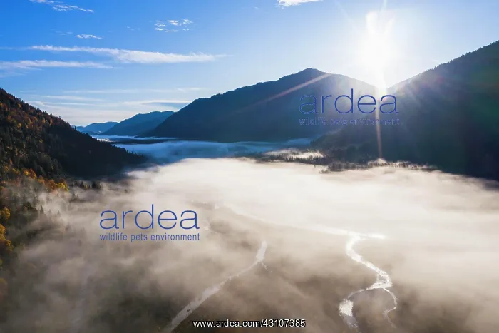 : Fog over Isar near Vorderrii, in autumn, near Lenggries : Fog over Isar near Vorderrii, in autumn, near Lenggries