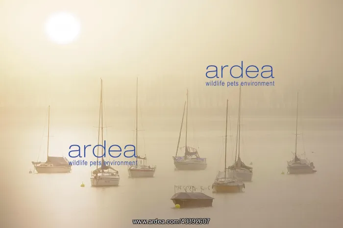 : Fog over Lake Constance on an autumn morning with : Fog over Lake Constance on an autumn morning with