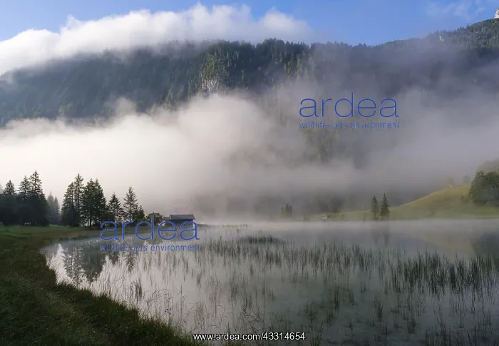 : Fog at Lake Ferchensee, near Mittenwald, Werdenfelser : Fog at Lake Ferchensee, near Mittenwald, Werdenfelser