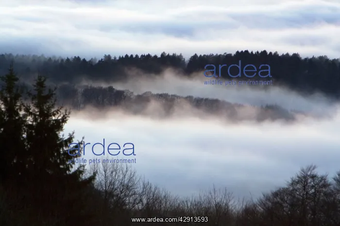 : Fog - over Meissner Hills : Fog - over Meissner Hills