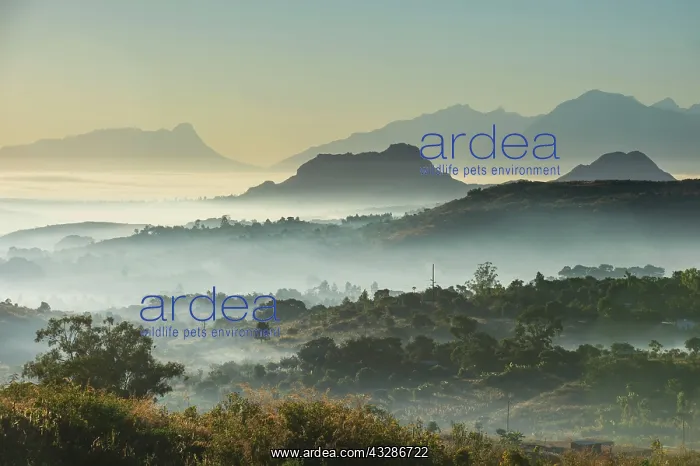 : Fog over the mountains at sunrise, surrounding Blantyre : Fog over the mountains at sunrise, surrounding Blantyre