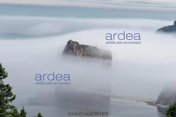: Fog at Perce Rock, Gulf of Saint Lawrence, Province o : Fog at Perce Rock, Gulf of Saint Lawrence, Province o