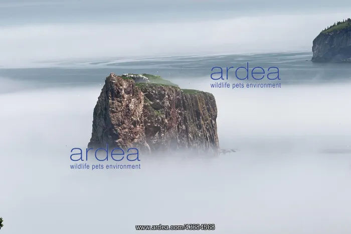  : Fog at Perce Rock, Gulf of Saint Lawrence, Province o