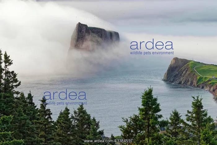 : Fog at Perce Rock, Gulf of Saint Lawrence, Province o : Fog at Perce Rock, Gulf of Saint Lawrence, Province o