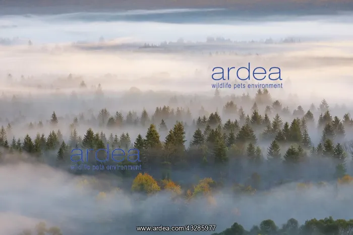 : Fog in the Pupplinger Au at sunrise, Nature Reserve : Fog in the Pupplinger Au at sunrise, Nature Reserve