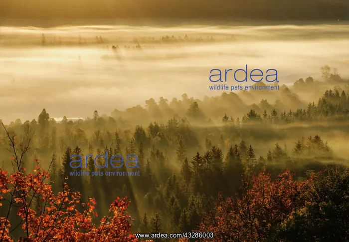 : Fog in the Pupplinger Au at sunrise, Nature Reserve : Fog in the Pupplinger Au at sunrise, Nature Reserve