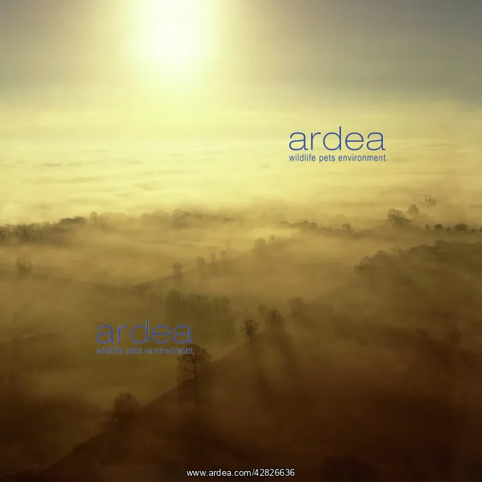 : Fog over the Somerset Levels, near Glastonbury, Somerset : Fog over the Somerset Levels, near Glastonbury, Somerset