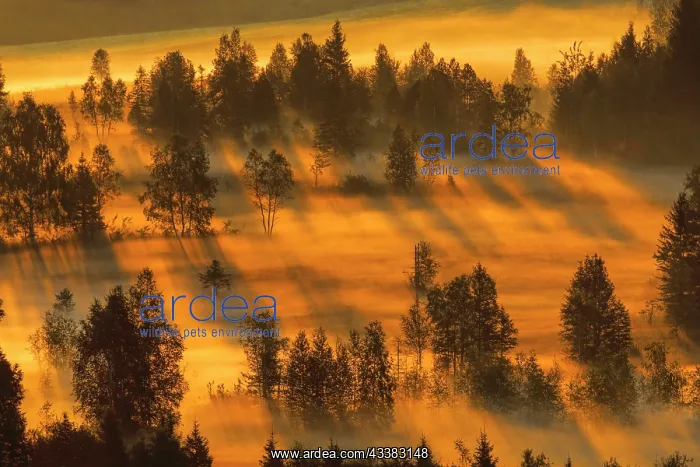 : Fog and trees at the Rothenthurm high moor, Canton : Fog and trees at the Rothenthurm high moor, Canton