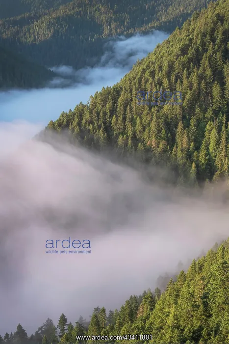 : Fog in valley and slopes of Olympic Mountains. Olympic : Fog in valley and slopes of Olympic Mountains. Olympic
