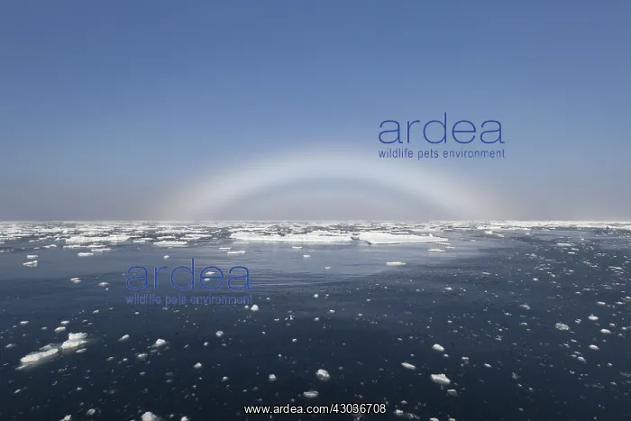 : Fogbow in the arctic - Svalbard - Norway : Fogbow in the arctic - Svalbard - Norway