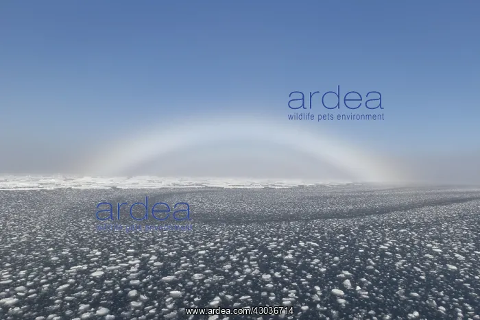 : Fogbow in the arctic - Svalbard - Norway : Fogbow in the arctic - Svalbard - Norway