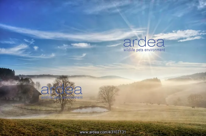 : Foggy atmosphere in the morning in Einsiedel, Farm : Foggy atmosphere in the morning in Einsiedel, Farm
