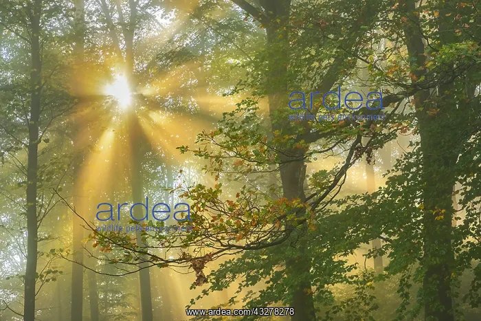 : Foggy autumn forest - first sunrays breaking through : Foggy autumn forest - first sunrays breaking through