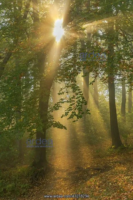 : Foggy autumn forest - first sunrays breaking through : Foggy autumn forest - first sunrays breaking through