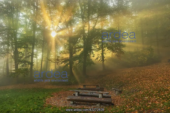 : Foggy autumn forest - sunrays breaking through canopy : Foggy autumn forest - sunrays breaking through canopy
