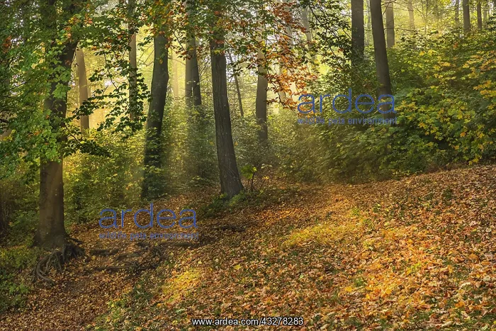 : Foggy autumn forest - sunrays breaking through canopy : Foggy autumn forest - sunrays breaking through canopy