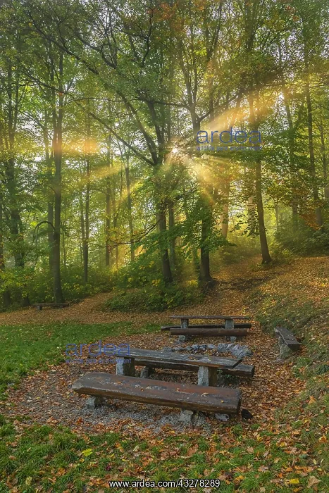 : Foggy autumn forest - sunrays breaking through canopy : Foggy autumn forest - sunrays breaking through canopy