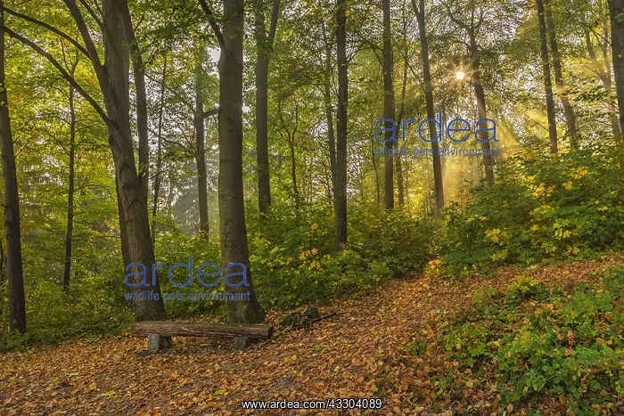  : Foggy autumn forest - sunrays breaking through canopy