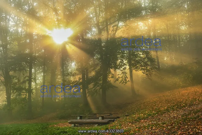 : Foggy autumn forest - sunrays breaking through canopy : Foggy autumn forest - sunrays breaking through canopy