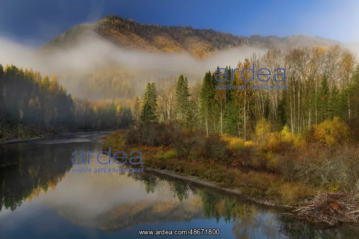  : Foggy autumn sunrise light on McDonald Creek and Apgar