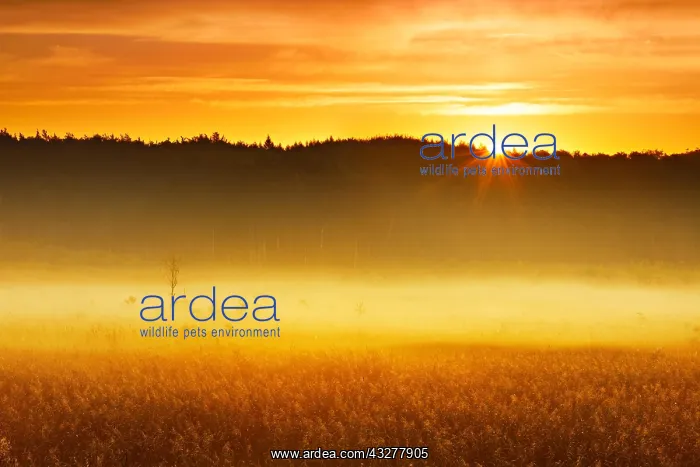 : Foggy moor at sunrise, Great Serrahn Moor, M&, x32a74ea0;Nati : Foggy moor at sunrise, Great Serrahn Moor, M&, x32a74ea0;Nati