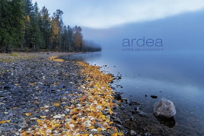: Foggy morning on Lake McDonald in Glacier National Park : Foggy morning on Lake McDonald in Glacier National Park