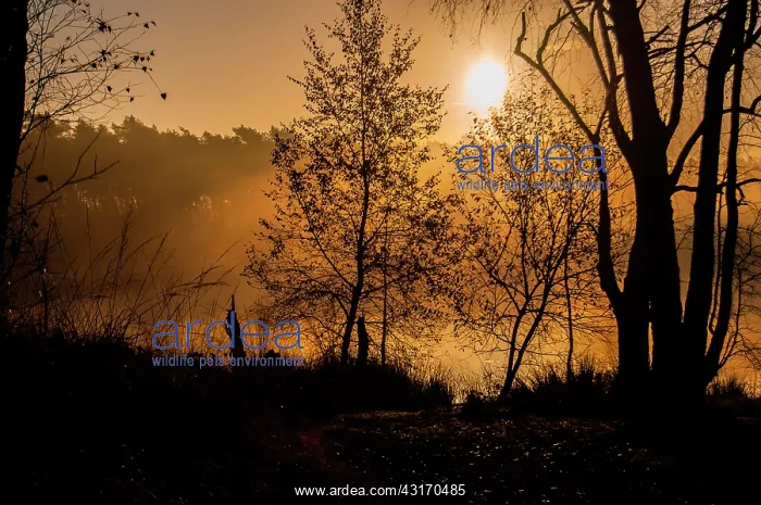  : Foggy sunrise above a misty lake