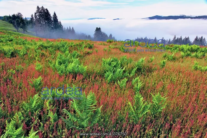 : Foggy view of grasses and ferns, Dolason Prairie : Foggy view of grasses and ferns, Dolason Prairie