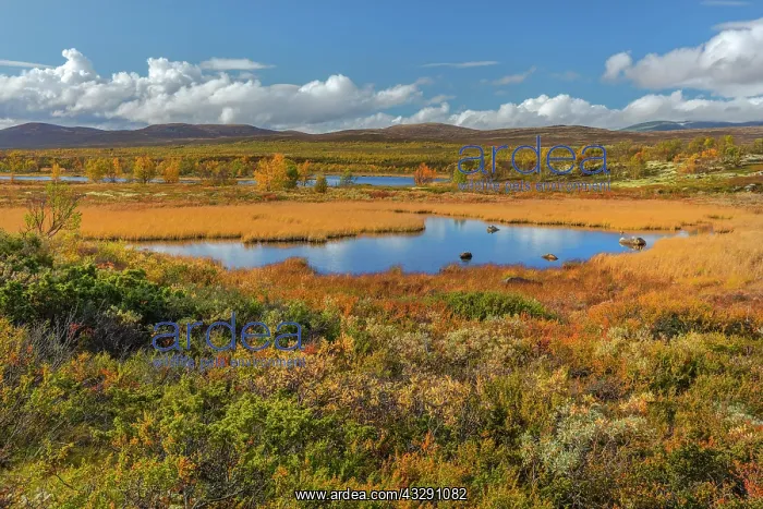 : Fokstumyra Wetlands - extensive wetlands with lakes and brig : Fokstumyra Wetlands - extensive wetlands with lakes and brig