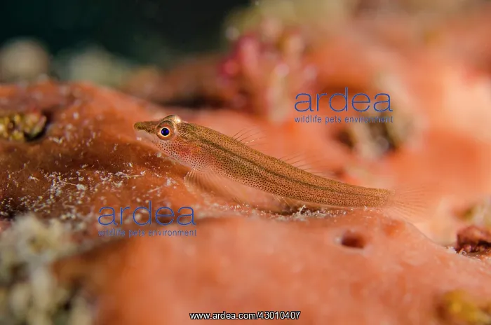 : Folded Ghostgoby on sponge Nudi Retreat dive site : Folded Ghostgoby on sponge Nudi Retreat dive site