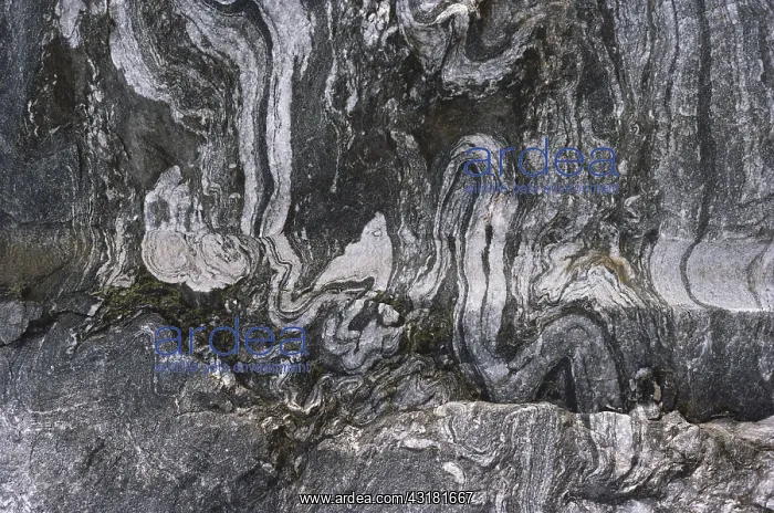 : Folded Gneiss : Folded Gneiss