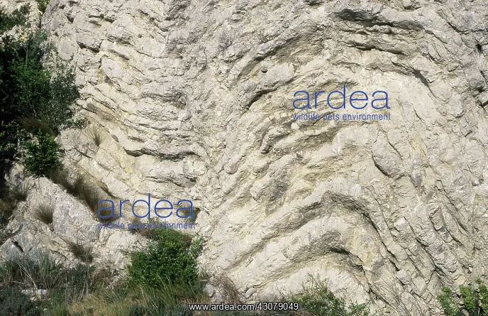 : Folded Limestone : Folded Limestone