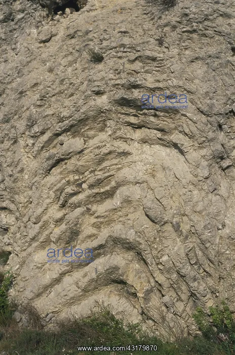 : Folded Limestone : Folded Limestone